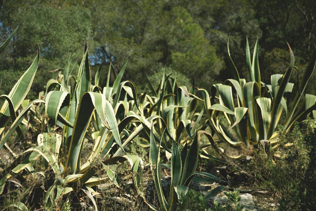 Fotografie z fotogalerie ubytování MASIA BARTOMEU Rural house between vineyards 2km from the beach v destinaci El Vendrell