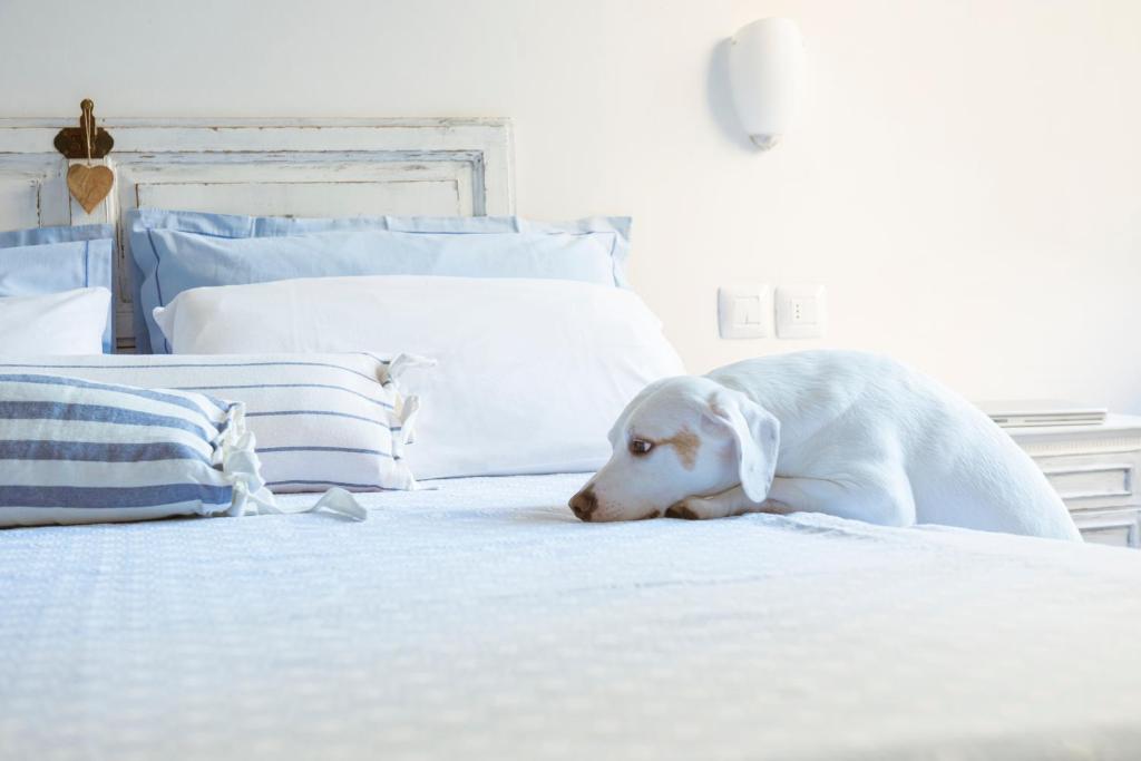 un chien blanc allongé sur un lit dans l'établissement Riccione Beachouse, à Riccione