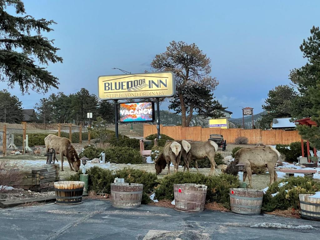 a group of animals grazing in a parking lot at Blue Door Inn in Estes Park
