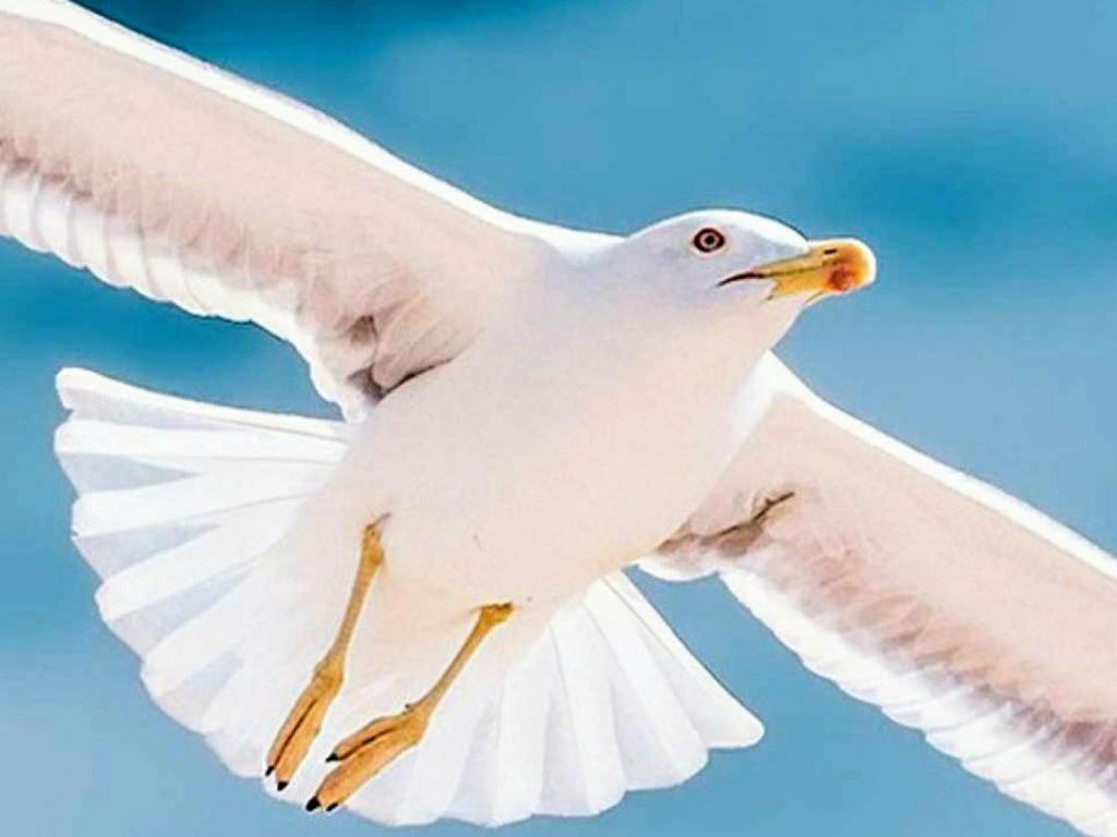 コスタ・デ・アンティグアにあるLovely and cozy sea view apartment Ocean Breezeの白鳥が空を飛んでいる