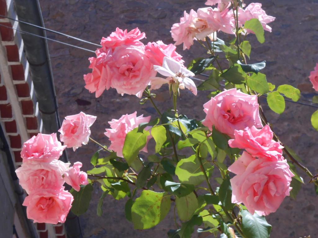 Une bande de fleurs roses sur une plante dans l'établissement Maison Palmeral, à Coustaussa