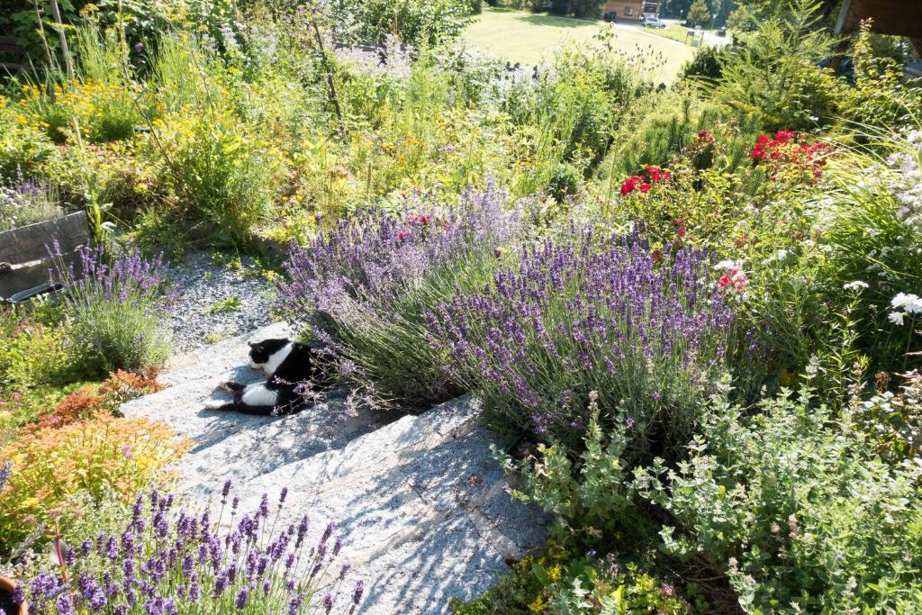 A garden outside Reinthalers
