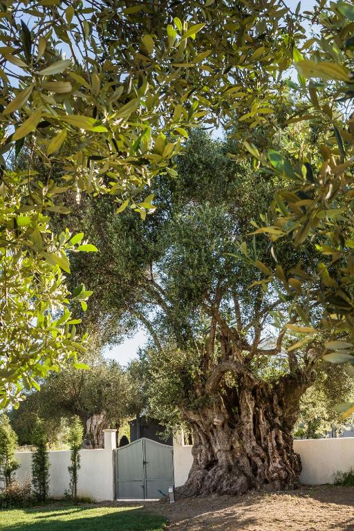 A garden outside Villa LAOURA