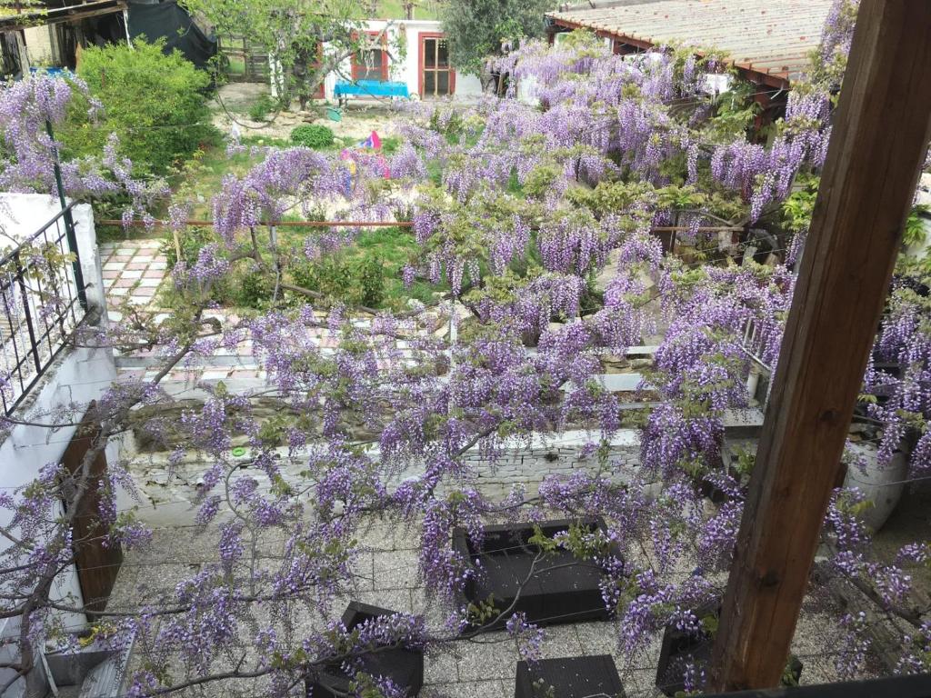 Zahrada ubytování B&B Il Secolo Breve