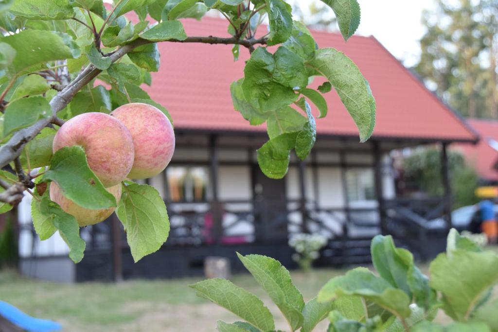 two apples on a tree with a house in the background at Domek w kratkę 56 in Załakowo