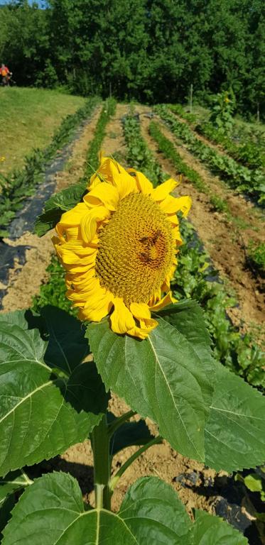 Fotografie z fotogalerie ubytování Bioagriturismo Poderaccio v destinaci Incisa in Valdarno