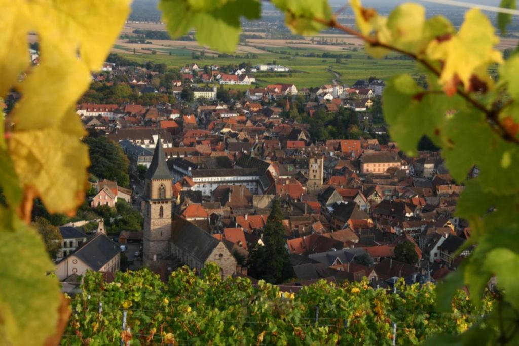 Domaine Jean Sipp – photo 15
