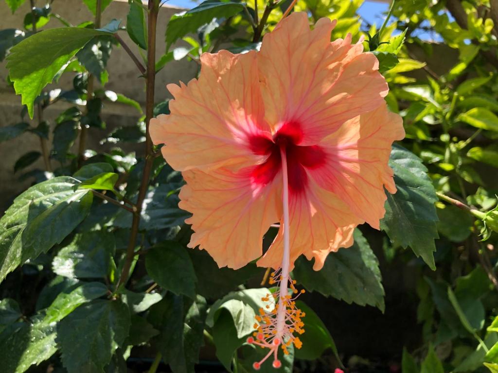 Zahrada ubytování Red Hibiscus Stegna
