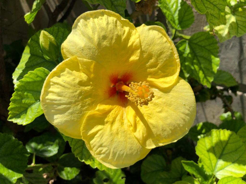 Fotografie z fotogalerie ubytování Red Hibiscus Stegna v destinaci Archangelos
