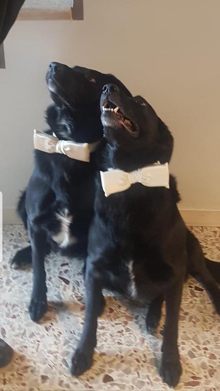 B&B ForseSiForseNo kisállat-vendégei