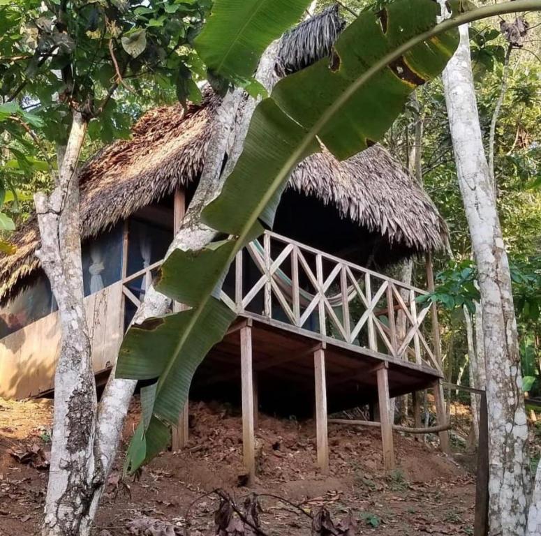 a hut with a thatched roof in a forest at Katari Center in Tarapoto