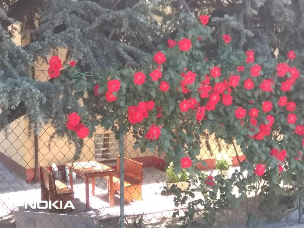 Ogród w obiekcie Villa Lilli 3