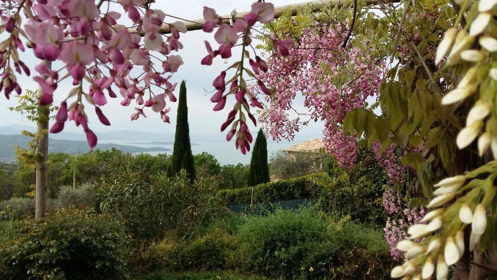 a view from a garden with pink flowers at Villa La Moraiola in Passignano sul Trasimeno