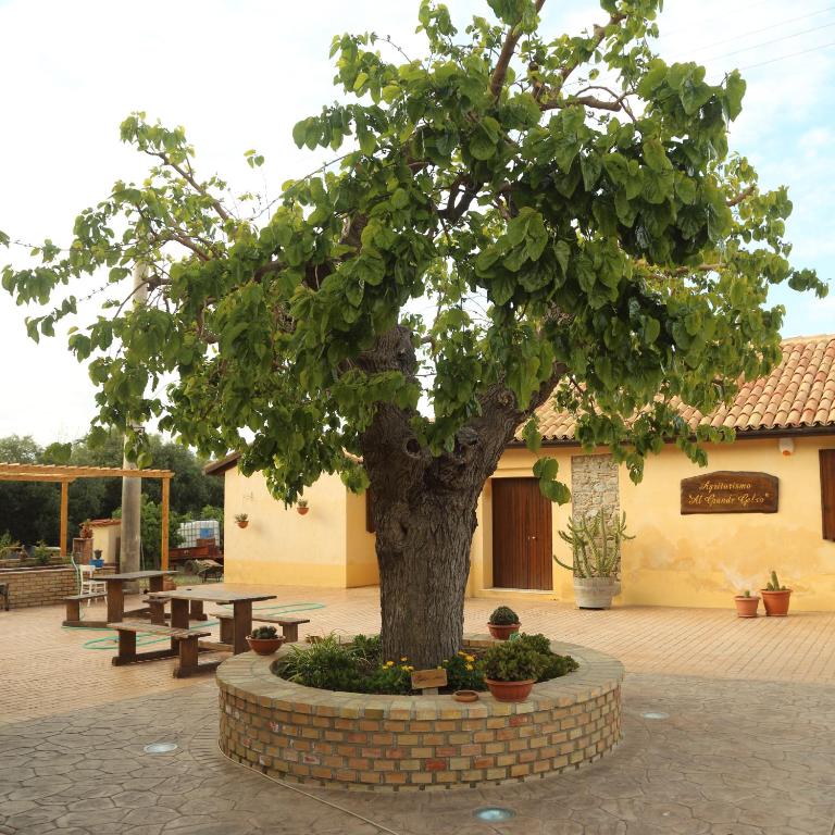 a tree in a brick circle in front of a building at Al Grande Gelso in Cariati