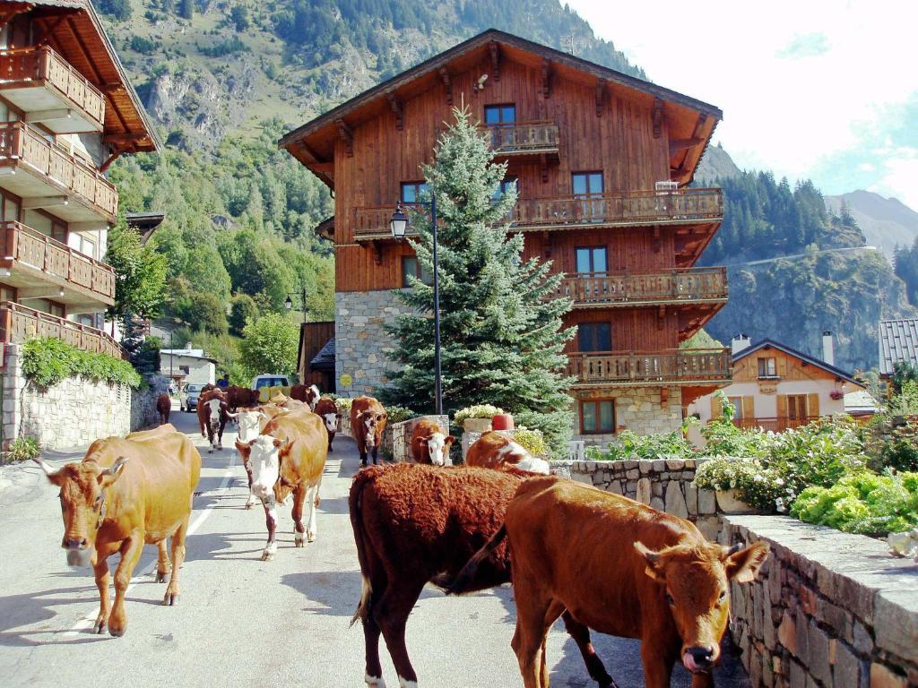 een kudde koeien die over straat lopen bij Chalet Bouquetin- Lynx for up to 6 people in Champagny-en-Vanoise