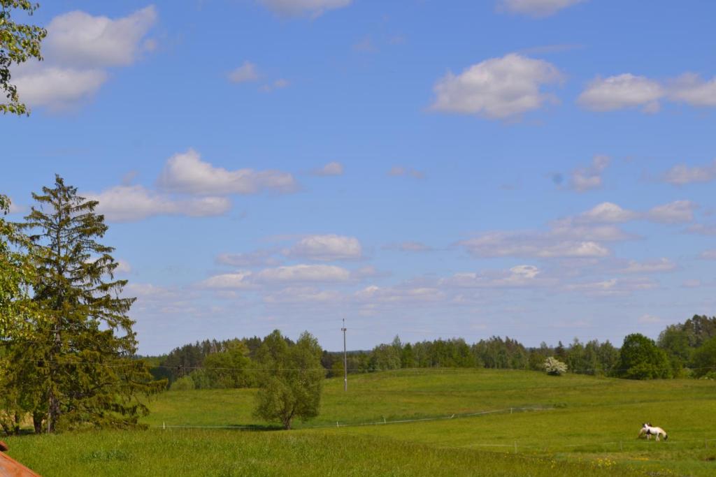 um campo verde com uma vaca num campo em Domek przy stajni em Gajrowskie