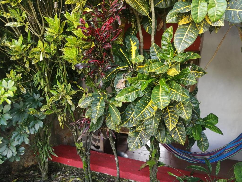 Ecohotel Palmas de Quimbaya Eje Cafetero