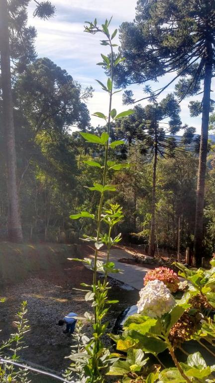  Chalé Rústico na Montanha em Campos de Jordão