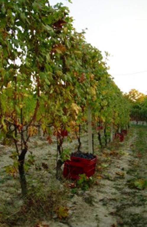 Zahrada ubytování Agriturismo Foravia