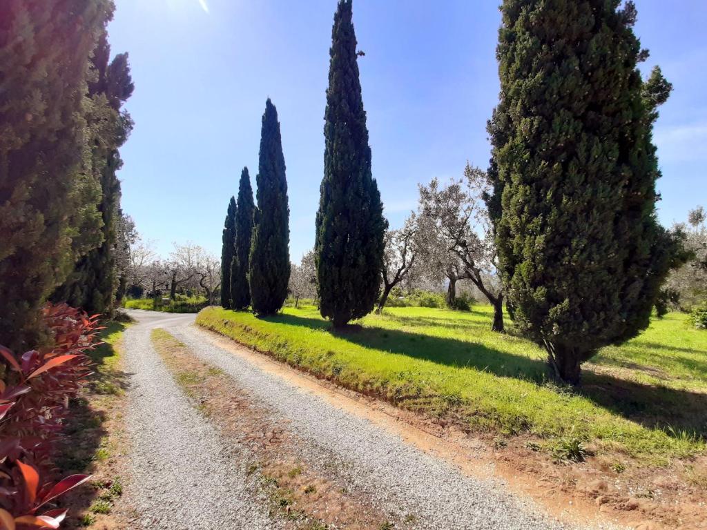 a gravel road with cypress trees on either side at Il Palagio in Vinci