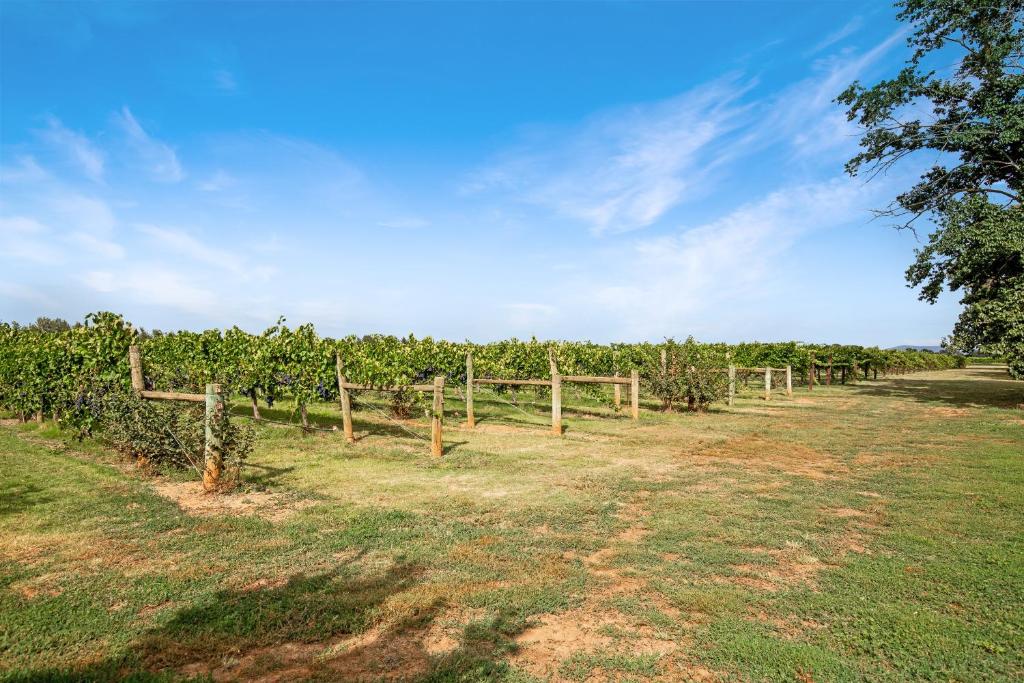 a row of grapes in a vineyard with a fence at Milawa Vineyard Views - Guesthouse 2 in Milawa