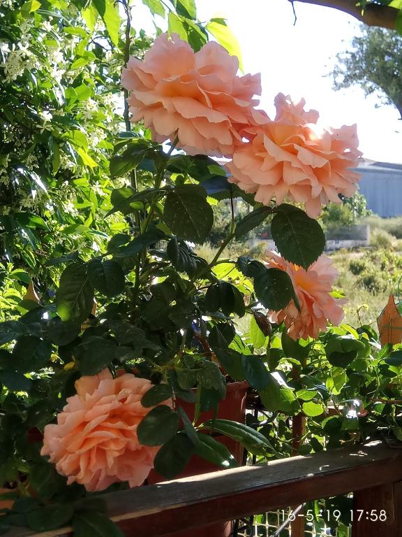 Georgias house 7 min from Athens airport - 14