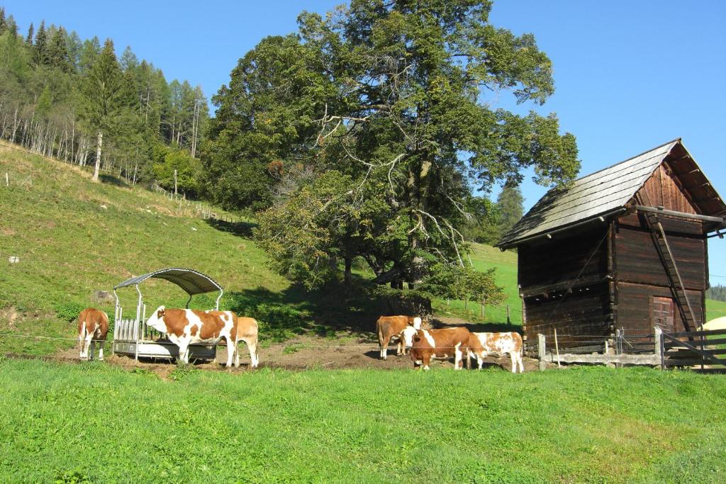 Příroda nedaleko bed and breakfast
