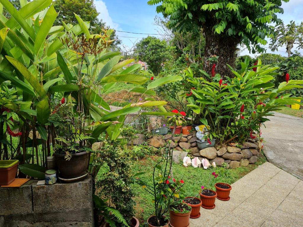 Zahrada ubytování La Villa Rosier