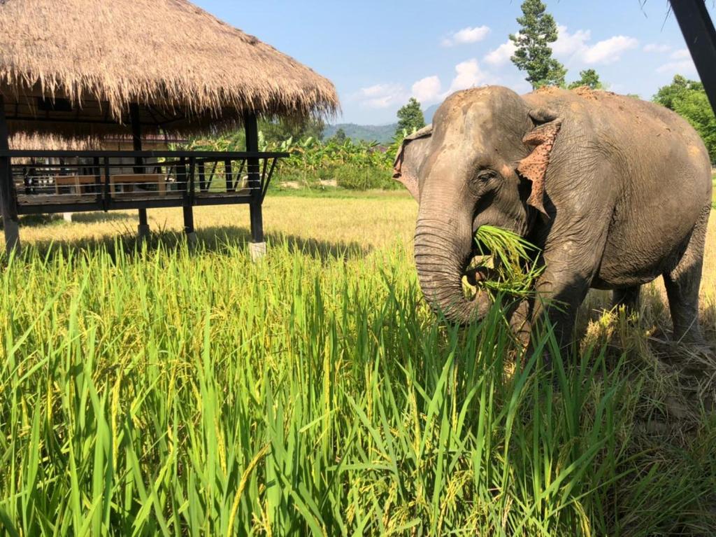 un elefante parado en un campo de hierba alta en Paiberngboc Resort en Ban Na Phoc Thap