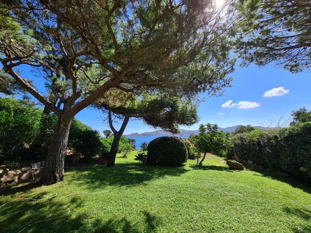 a tree in a grassy yard with a view at Giulianahouse in La Maddalena