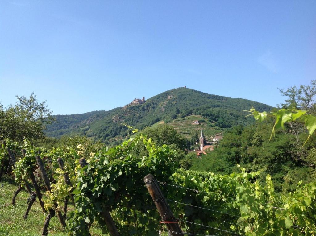 Domaine Jean Sipp – photo 16