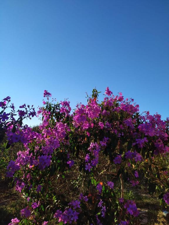  Chalés Flor do Sol