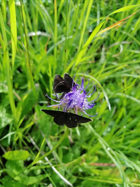 Ferienhof Oberer Gollmitzer - 18