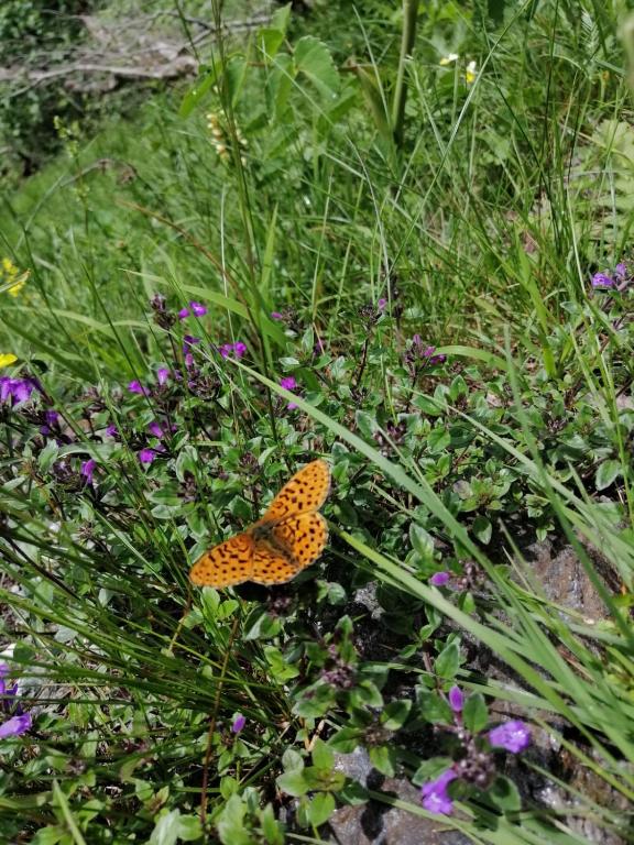 Ferienhof Oberer Gollmitzer - 19