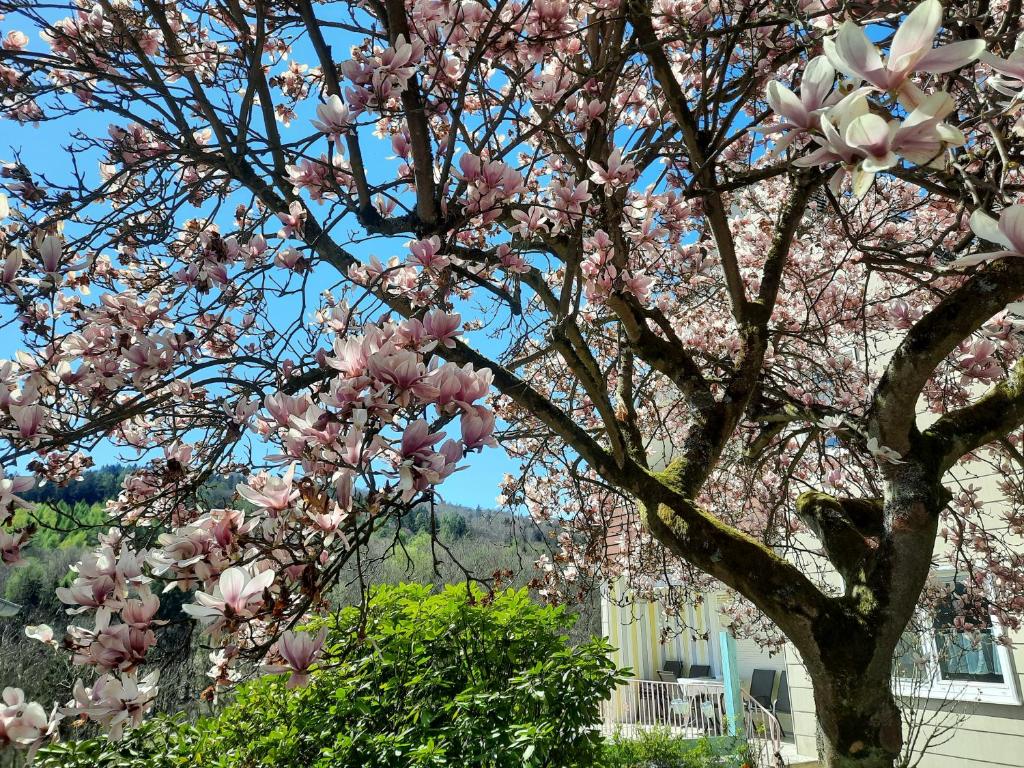 a magnolia tree with pink flowers in front of a house at Rottgarten in Gelnhausen