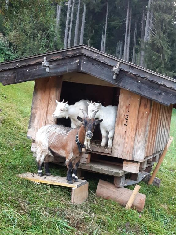 Zvířata v prázdninového domu nebo okolí