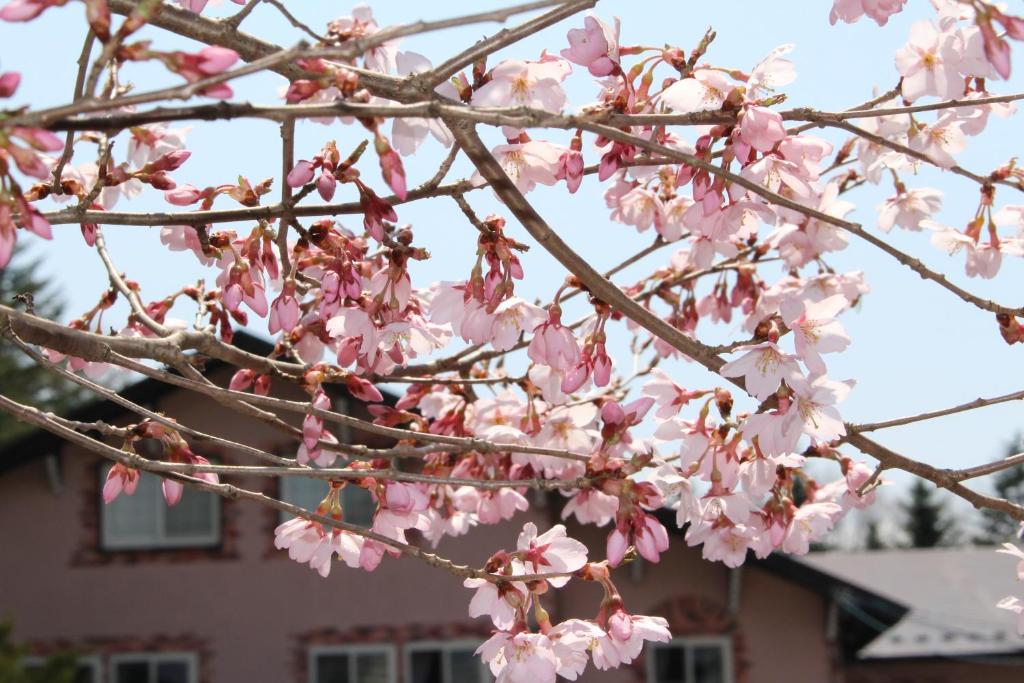 Fotografie z fotogalerie ubytování Pension Candytuft v destinaci Karuizawa