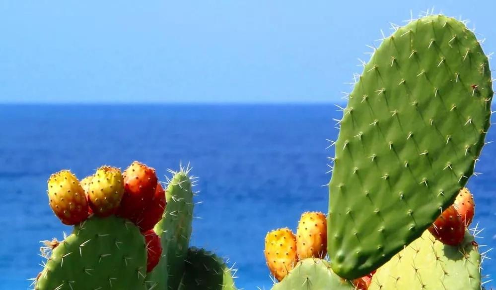 a close up of a cactus with the ocean in the background at SEVENTY-FIVE in Castri di Lecce