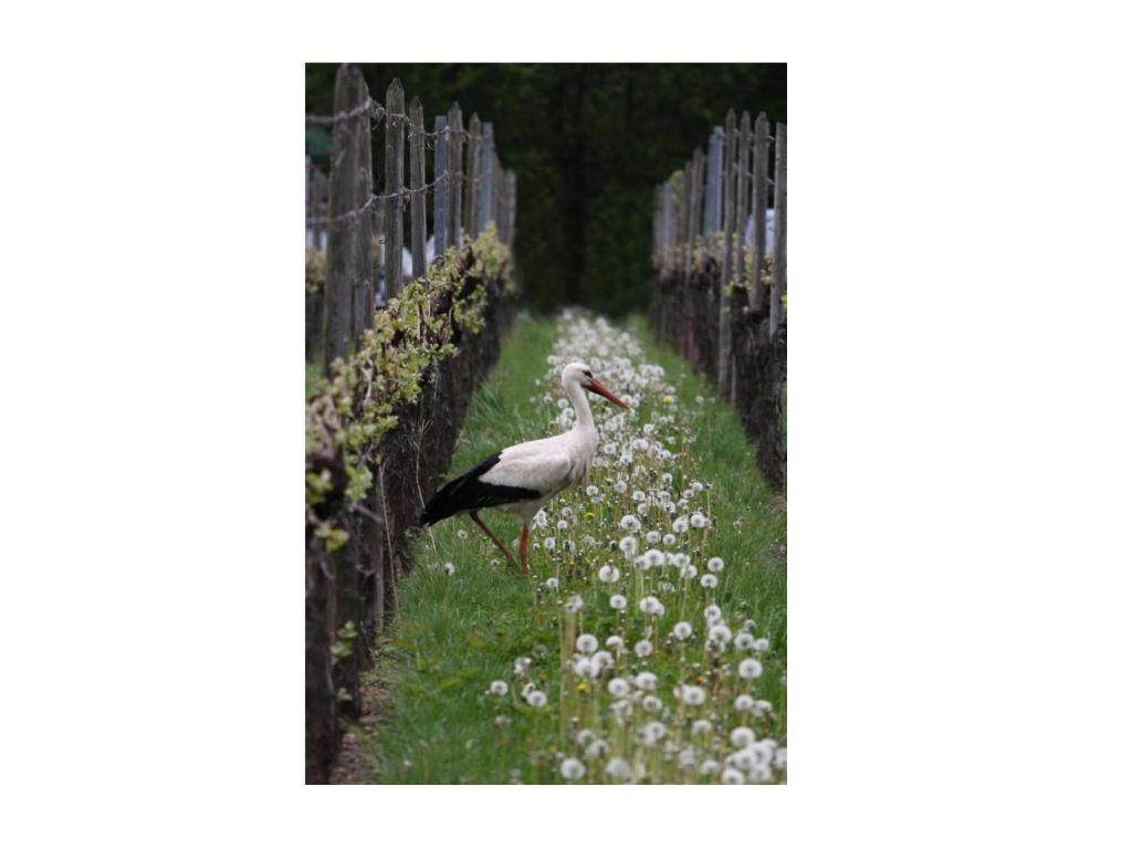 Domaine Jean Sipp – photo 13