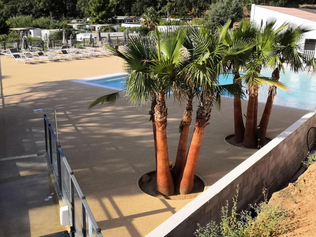 une rangée de palmiers à côté d'une piscine dans l'établissement Mobil Home Golf de Saint Tropez, à La Garde-Freinet