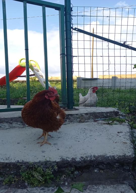 Zvířata v apartmánu nebo okolí