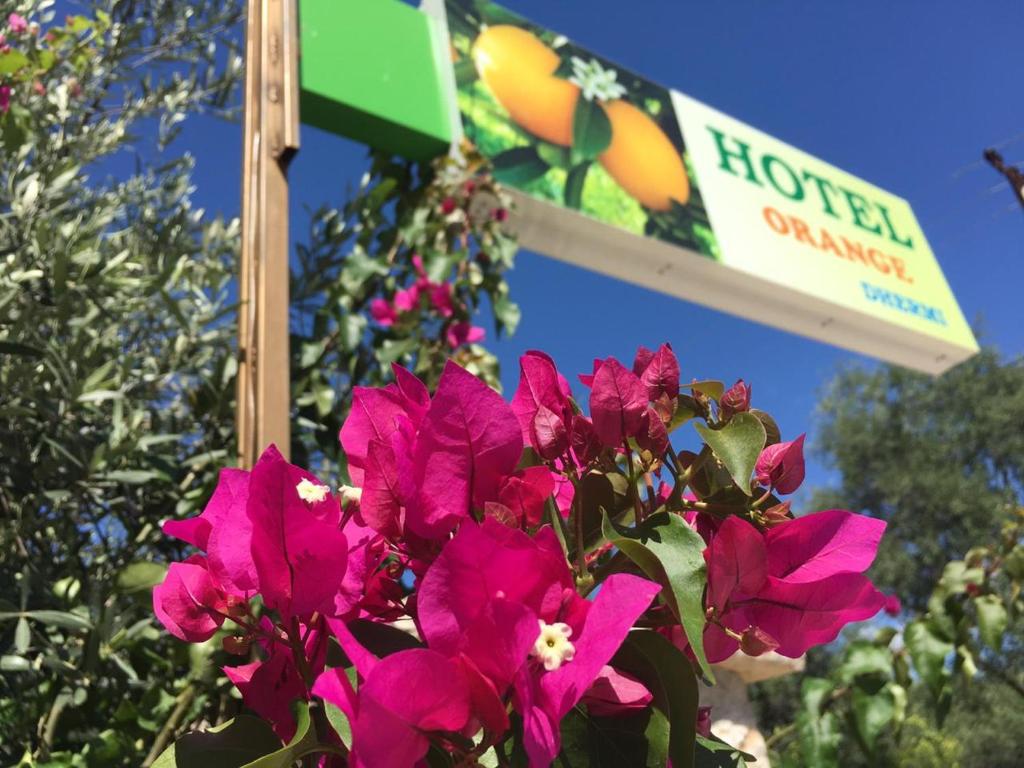 Hotel Orange - Imazhi 5