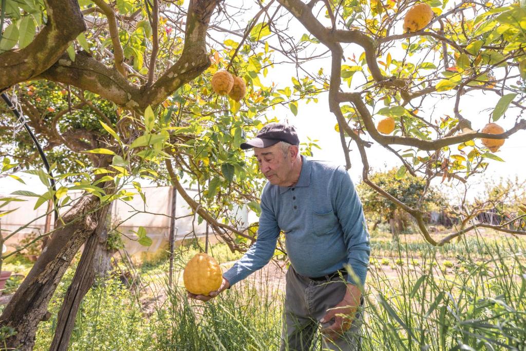 an older man is holding a pumpkin in a tree at Cala Cala Rooms,Restaurant & Farm Experience in Procida