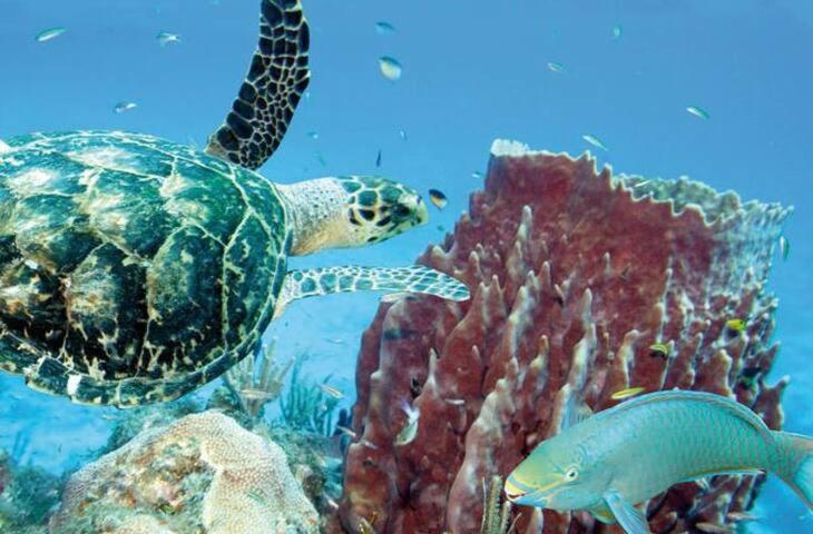 Eine grüne Meeresschildkröte und ein Fisch im Ozean in der Unterkunft KAZADIDOU - Résidence Grand Cap - Vue Mer et Montagne - Piscine in Le Gosier