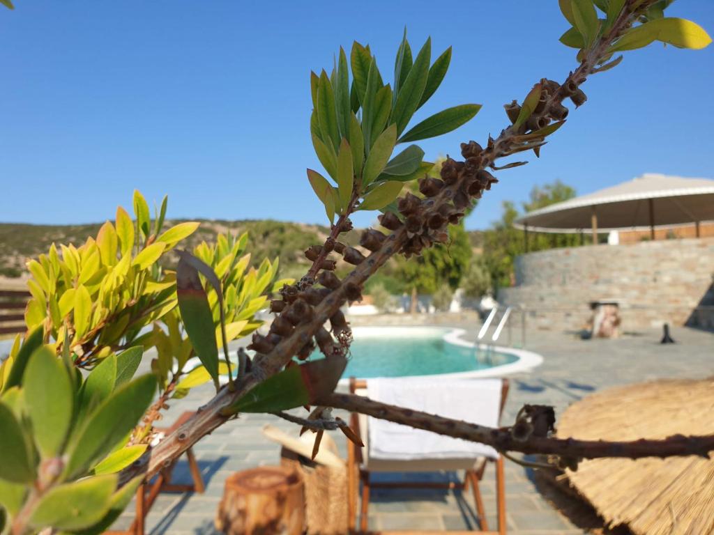 ein Vogel, der auf einem Ast neben einem Pool thront in der Unterkunft Anassa Cycladic Village in Galissas