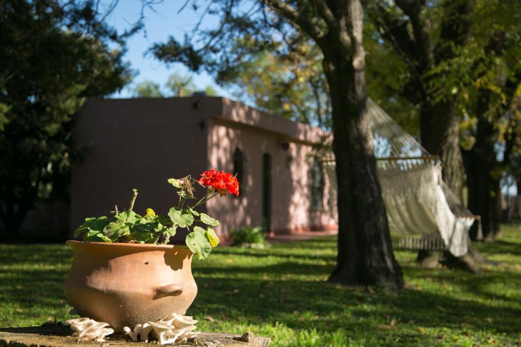 una maceta de flores sentada en la hierba frente a un edificio en Posada Don Salvador en San Antonio de Areco