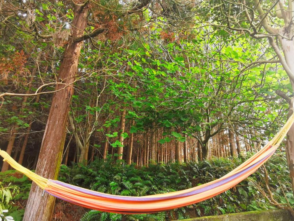 a hammock hanging from a tree in a forest at The Handmade House Azores in Porto Formoso