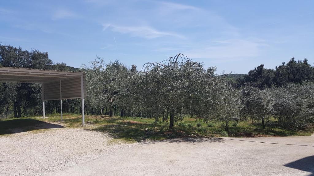 Vonkajšia záhrada v ubytovaní Apartament Oliva