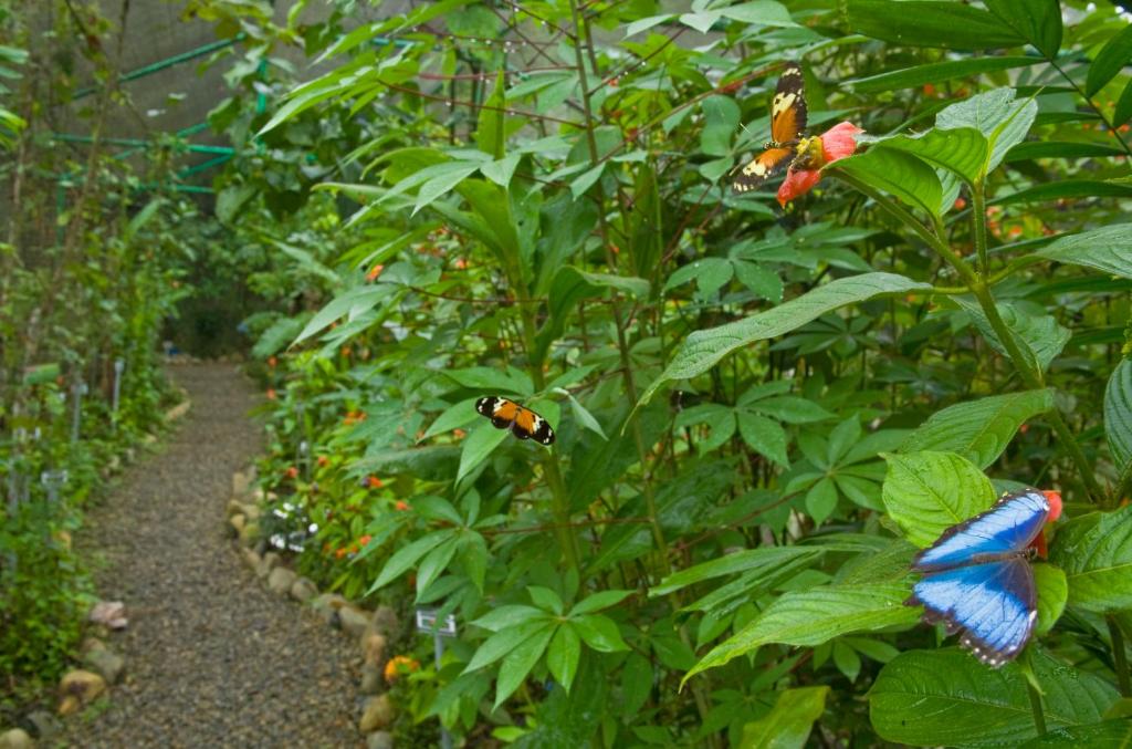 Un jardín fuera de Gamboa Rainforest Reserve