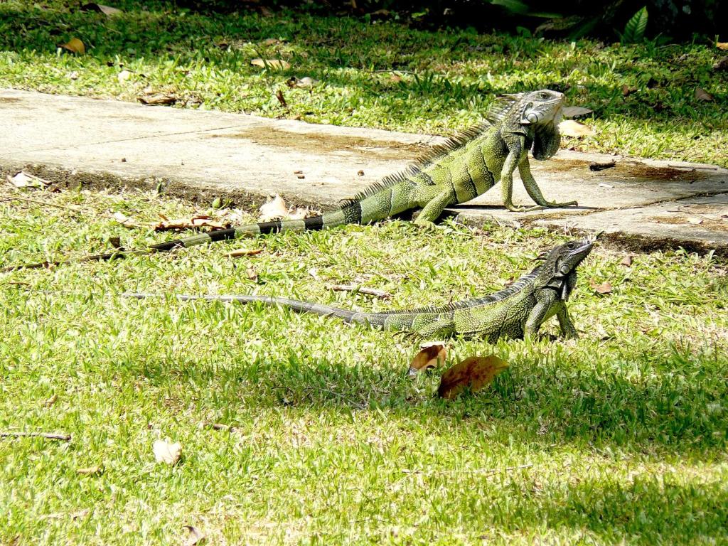 Un jardín fuera de Gamboa Rainforest Reserve